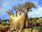 pulau-socotra_20160828_125536.jpg