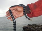pulau-ular_20170131_112006.jpg