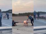 puluhan-babi-berkeliaran-setelah-truk-pecah-ban.jpg