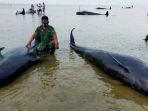 puluhan-ikan-paus-yang-mati-terdampar-di-pesisir-pantai-desa-pangpajung.jpg