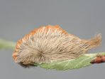 puss-caterpillar-ulat-paling-beracun-di-amerika-serikat_20181018_205020.jpg