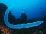 pyrosoma-spinosum.jpg
