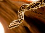 python_20170331_104939.jpg