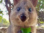 quokka-australia.jpg
