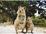 quokka-di-rottnest-island-australia-barat.jpg
