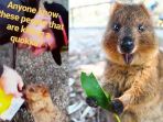 quokka-yang-dicekoki-vodka_20180701_193755.jpg
