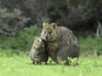 quokka_20170204_163402.jpg