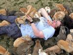 rabbit-island-okunoshima_20160804_093737.jpg