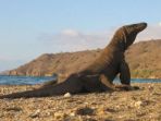 racun-komodo_20170815_085229.jpg