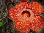 rafflesia-arnoldi_20181018_183903.jpg