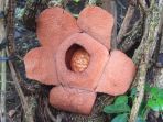 rafflesia-patma_20170519_212553.jpg