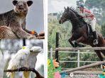ragam-satwa-di-lembang-park-zoo-bandung.jpg