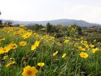 rainbow-garden_20170702_211130.jpg