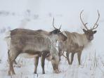 rangifer-tarandus.jpg