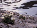 ranunculus-glacialis-salah-satu-bunga-endemik-di-pegunungan-alpen.jpg
