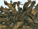 rat-kings_20180309_104042.jpg