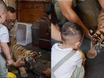 rayyanza-bermain-dengan-anak-harimau.jpg