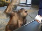reaksi-orangutan-melihat-manusia-melakukan-trik-sulap.jpg