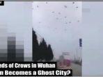 rekaman-video-amatir-menampilkan-ribuan-burung-gagak-terbang-diatas-langit-wuhan-china.jpg