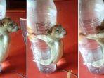 rekaman-video-yang-memperlihatkan-seekor-tikus-diikat-di-botol-dan-disiksa.jpg