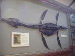 rhomaleosaurus-fosil-yang-ditemukan-mary-anning.jpg