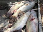 ribuan-ikan-mati-di-sungai-darling-new-south-wales.jpg