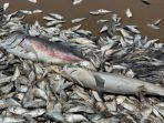 ribuan-ikan-mati-di-texas.jpg