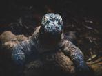 ribuan-orang-menandatangi-petisi-penolakan-kenaikan-harga-tiket-masuk-tn-komodo-dan-labuan-bajo.jpg