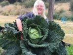 rosemary-norwood-berhasil-mengembangkan-kubis-raksasa-di-kebun-miliknya.jpg