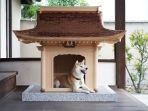 rumah-anjing-inuden.jpg