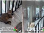 rumah-mewah-kucing.jpg