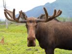 rusa-besar-jenis-moose_20180904_203339.jpg