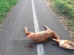 rusa-yang-ditemukan-di-tengah-jalan_20161015_212010.jpg