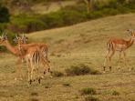 rusa_20160902_185255.jpg