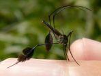 sabethes-cyaneus.jpg