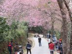 sakura-di-doi-chang-thailand_20171112_091150.jpg