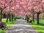 sakura-di-eropa_20180411_211418.jpg