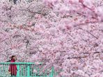 sakura-di-jepang_20180411_190141.jpg