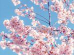 sakura-img.jpg