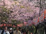 sakura-jepang_20170311_220426.jpg