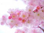 sakura_20160804_193653.jpg