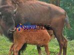 salah-satu-dari-tiga-bayi-bison-baru-di-taman-safari-prigen-tsp-pasuruan.jpg