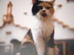 salah-satu-kucing-di-pawpaw-cafe.jpg