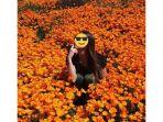 salah-satu-wisatawan-yang-berfoto-di-kawasan-super-bloom-california-selatan.jpg