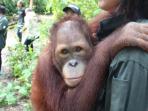 samboja-lodge-kutai-kartanegara-kalimantan-timur_20160803_164310.jpg