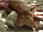 sapi-berkepala-dua-di-china.jpg