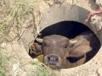 sapi-dalam-gorong-gorong-air_20170519_192510.jpg