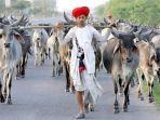 sapi-india_20170107_123701.jpg