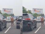 sapi-jalan-tol-1.jpg