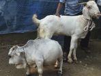 sapi-kerdil-bernama-rani-bawah.jpg